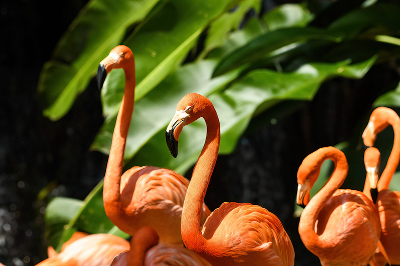 Birds